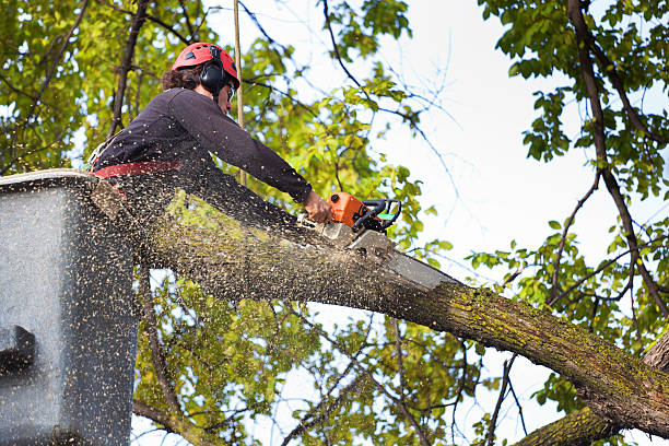 How Our Tree Care Process Works  in  Girard, OH